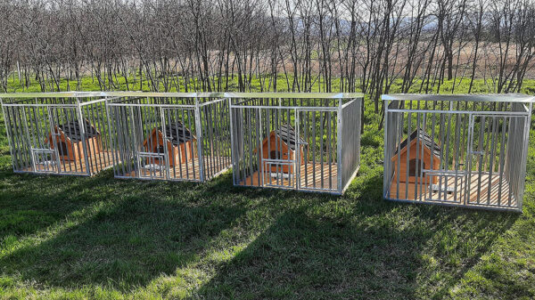 kojec-rex-2 kojec-rex-2