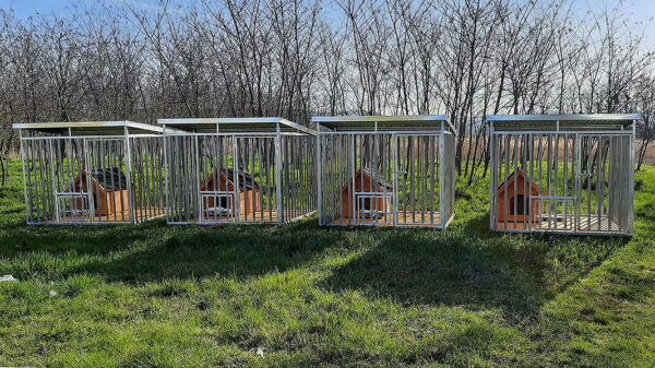 kojec-rex-3 kojec-rex-3