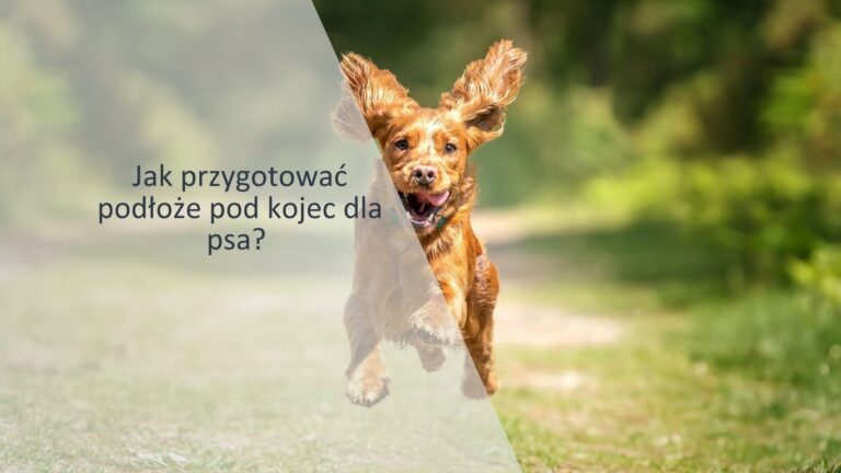 podłoże-pod-kojec-dla-psa